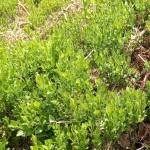 European Blueberry-Bilberry (Vaccinium myrtillus) Bush