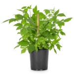 European Red Raspberry (Rubus idaeus) Bush