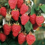 European Red Raspberry (Rubus idaeus) Bush