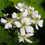 European Red Raspberry (Rubus idaeus) Bush