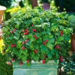 European Red Raspberry (Rubus idaeus) Bush