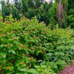 European Red Raspberry (Rubus idaeus) Bush