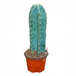 Περουβιανός Κάκτος (Cereus peruvianus-συν. C. repandus)