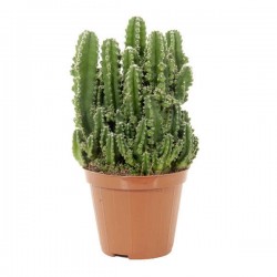 Περουβιανός Κάκτος Florida-Cereus peruvianus 'Florida'