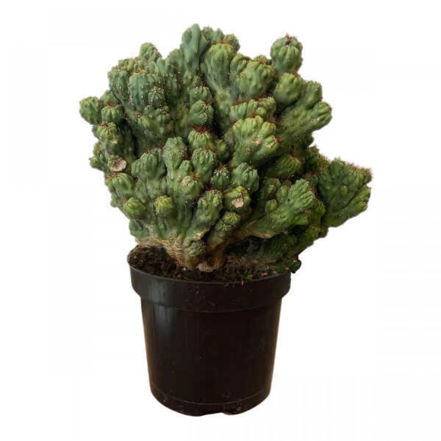 Peruvian Apple Cactus 'Monstrosus'-Cereus peruvianus 'Monstrosus'