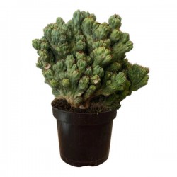 Περουβιανός Κάκτος Monstrosus-Cereus peruvianus 'Monstrosus'