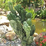 Peruvian Apple Cactus 'Monstrosus'-Cereus peruvianus 'Monstrosus'