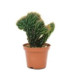 Peruvian Crested Cactus (Cereus peruvianus f. crested)