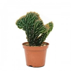 Περουβιανός Κάκτος Crested-Cereus peruvianus f. crested