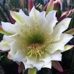 Peruvian Crested Cactus (Cereus peruvianus f. crested)