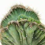 Peruvian Crested Cactus (Cereus peruvianus f. crested)