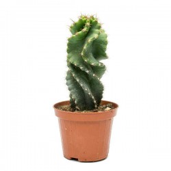 Spiral Cactus 'Spiralis' (Cereus forbesii 'Spiralis') Plant - Cactuses & Succulents Spiral Cactus 'Spiralis' (Cereus forbesii 'Spiralis')