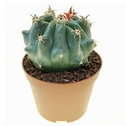 Barrel Cactus 'Brevispinus' (Ferocactus horridus 'Brevispinus'-syn. Ferocactus peninsulae 'Brevispinus') Plant Barrel Cactus Brevispinus-Ferocactus horridus 'Brevispinus'