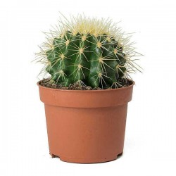 Blue Barrel Cactus (Ferocactus glaucescens) Plant - Cactuses & Succulents Blue Barrel Cactus (Ferocactus glaucescens) Plant