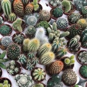 Cacti
