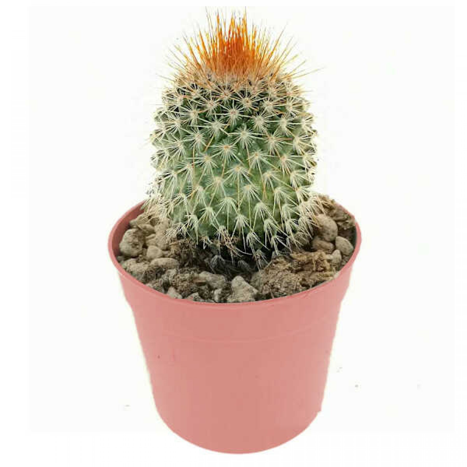 Red Headed Irishman-Mammillaria spinosissima f. rubrispina