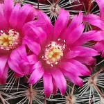 Red Headed Irishman-Mammillaria spinosissima f. rubrispina