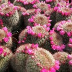 Red Headed Irishman-Mammillaria spinosissima f. rubrispina