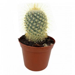 Μαμιλάρια magnifica Κάκτος (Mammillaria magnifica) Φυτό