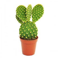 Οπουντία Κίτρινη Κάκτος-Opuntia microdasys-Yellow