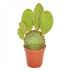 Cactus Red Bunny Ears (Opuntia rufida-syn. Opuntia microdasys var. rufida) Plant - Cactuses & Succulents Cactus Red Bunny Ears (Opuntia rufida) Plant