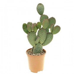 Stunning Indigo Bunny Ears Cactus (Opuntia microdasys 'Rufida Indigo') Plant - Cactuses & Succulents Stunning Indigo Bunny Ears Cactus-Opuntia microdasys Indigo