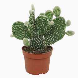Bunny Ears Cactus Albispina (Opuntia microdasys 'Albispina'-syn. Opuntia microdasys var. albispina) Plant - Cactuses Bunny Ears Cactus Albispina-Opuntia microdasys Albispina