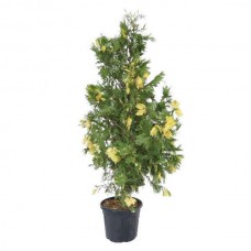 Καλόκεδρος Πανασέ-Calocedrus decurrens 'Aureovariegata'