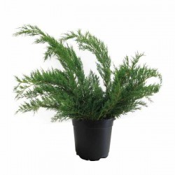 Blue Pfitzer Juniper (Juniperus chinensis 'Pfitzeriana Glauca') Blue Pfitzer Juniper (Juniperus chinensis 'Pfitzeriana Glauca')