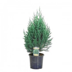 Chinese Juniper 'Stricta' (Juniperus chinensis 'Stricta') Chinese Juniper 'Stricta' (Juniperus chinensis 'Stricta')