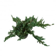 Γιουνίπερος Έρπων Πφιτζεριάνα (Juniperus x pfitzeriana)