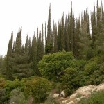 Κυπαρίσσι Οριζοντιόκλαδο (Cupressus sempervirens var. horizontalis)