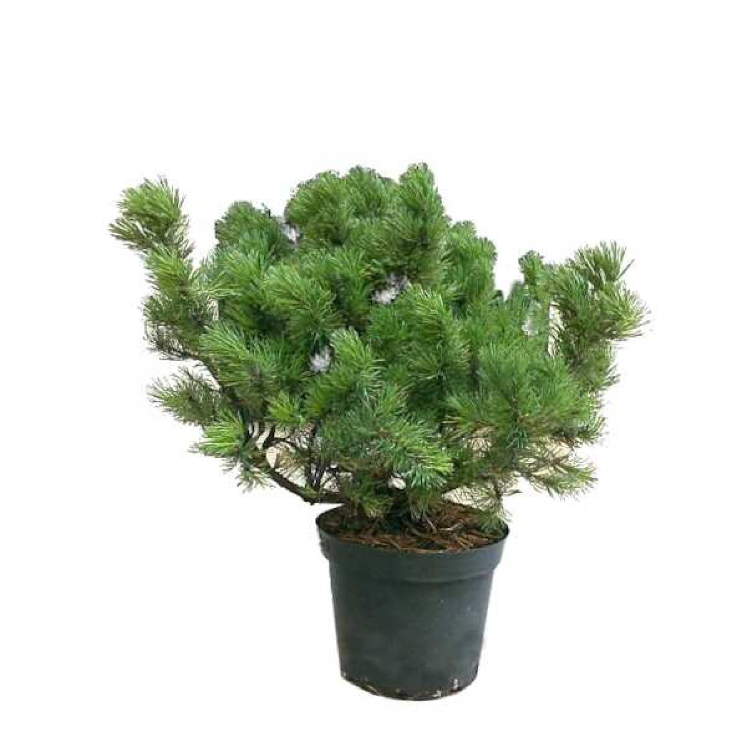 Mugo Pine (Pinus mugo)
