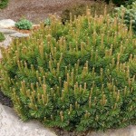 Mugo Pine (Pinus mugo)