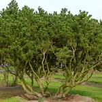 Mugo Pine (Pinus mugo)