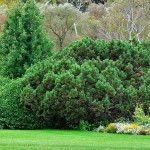 Mugo Pine (Pinus mugo)