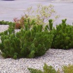 Mugo Pine (Pinus mugo)