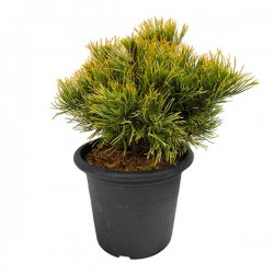 Πεύκο Μούγκο 'Χειμωνιάτικος Χρυσός'-Pinus mugo 'Winter Gold'