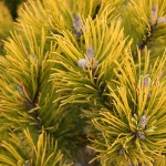 Pinus mugo 'Winter Gold' (Dwarf Mountain Pine)