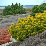 Pinus mugo 'Winter Gold' (Dwarf Mountain Pine)