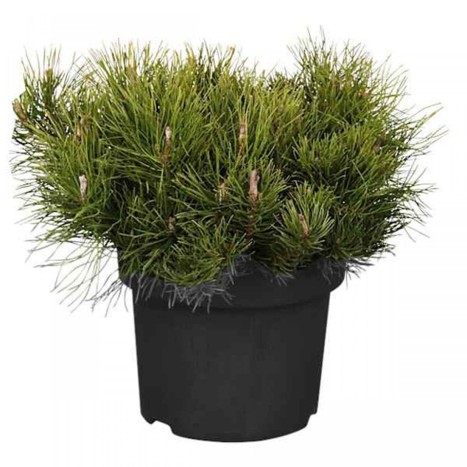 Dwarf Mountain Pine (Pinus mugo 'Mughus') Shrub