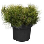 Dwarf Mountain Pine (Pinus mugo 'Mughus') Shrub