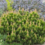 Dwarf Mountain Pine (Pinus mugo 'Mughus') Shrub