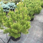 Dwarf Mountain Pine (Pinus mugo 'Mughus') Shrub