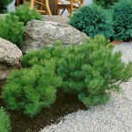 Dwarf Mountain Pine (Pinus mugo 'Mughus') Shrub