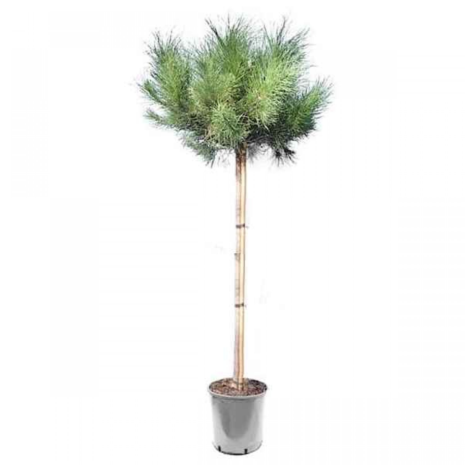 Πεύκο Κοινό ή Χαλέπιος πεύκη (Pinus halepensis-Πεύκη η χαλέπιος) Δέντρο Κωνοφόρο - Πεύκα