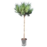 Πεύκο Κοινό ή Χαλέπιος πεύκη (Pinus halepensis-Πεύκη η χαλέπιος) Δέντρο Κωνοφόρο - Πεύκα