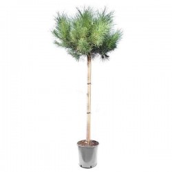 Πεύκο Κοινό ή Χαλέπιος πεύκη (Pinus halepensis-Πεύκη η χαλέπιος) Δέντρο Κωνοφόρο - Πεύκα