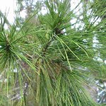 Πεύκο Κοινό ή Χαλέπιος πεύκη (Pinus halepensis-Πεύκη η χαλέπιος) Δέντρο Κωνοφόρο - Πεύκα