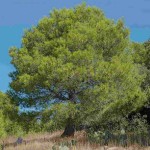 Πεύκο Κοινό ή Χαλέπιος πεύκη (Pinus halepensis-Πεύκη η χαλέπιος) Δέντρο Κωνοφόρο - Πεύκα